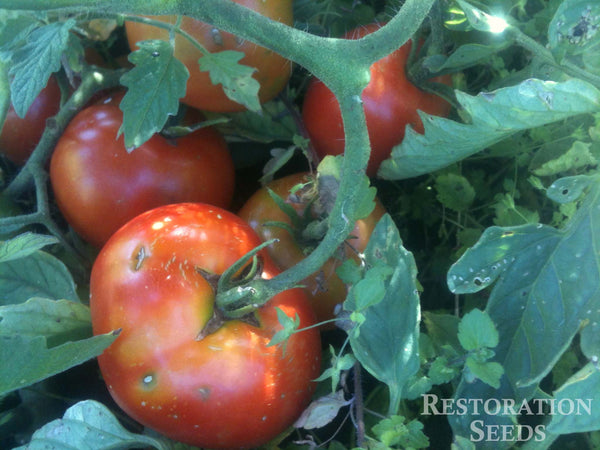 Aker’s West Virginia  tomato image####