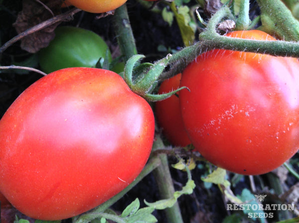 Aunt Lucy's Italian Paste tomato image####