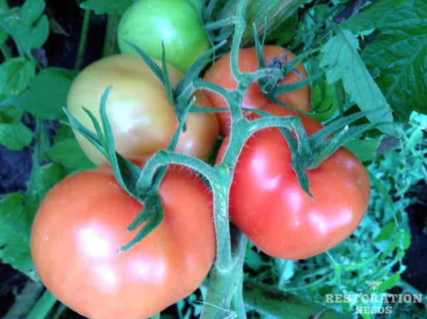 Big Italian Plum tomato image####