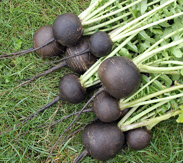 Black Spanish Round radish image##Photo: Steve Albert##http://www.harvesttotable.com/