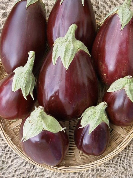 Black Beauty eggplant image####