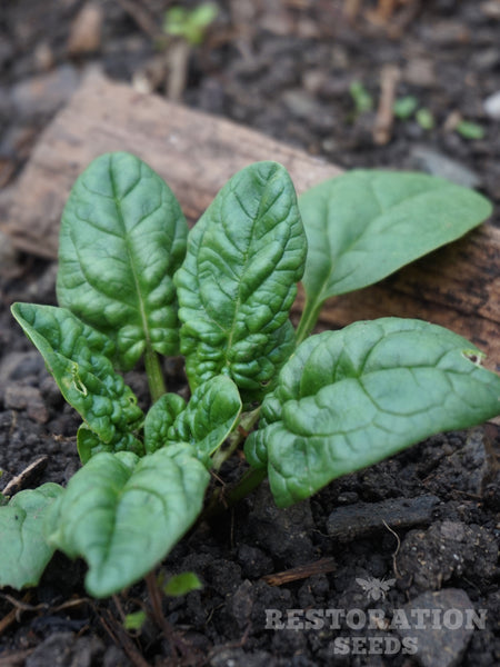 Bloomsdale spinach image##Photo: Charlie Burr##https://www.flickr.com/photos/128745158@N06/