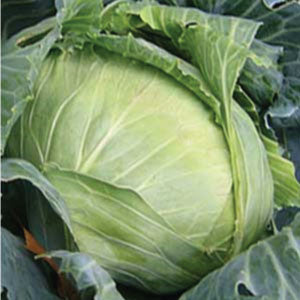 Brunswick cabbage image####