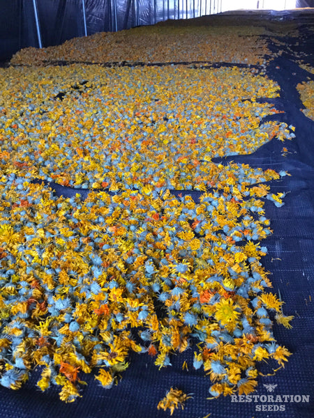 Mix calendula image##Photo: Calendula flowers drying at Oshalla Farm, Williams, Oregon.##