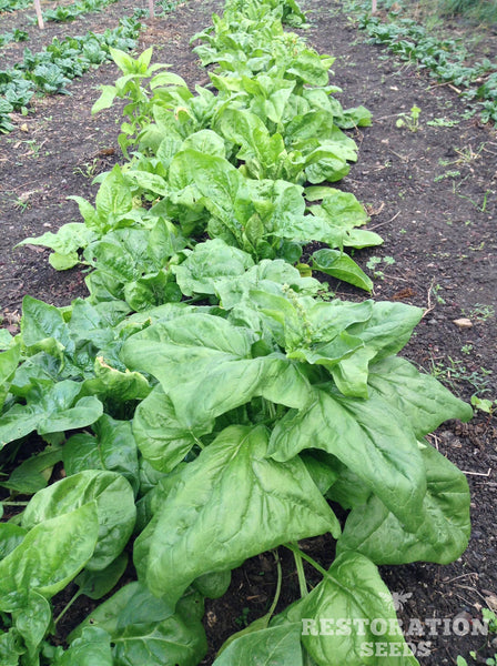 First Harvest spinach image####
