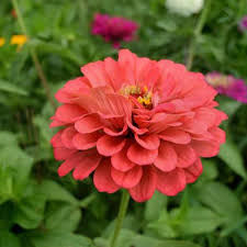 Giant Coral zinnia