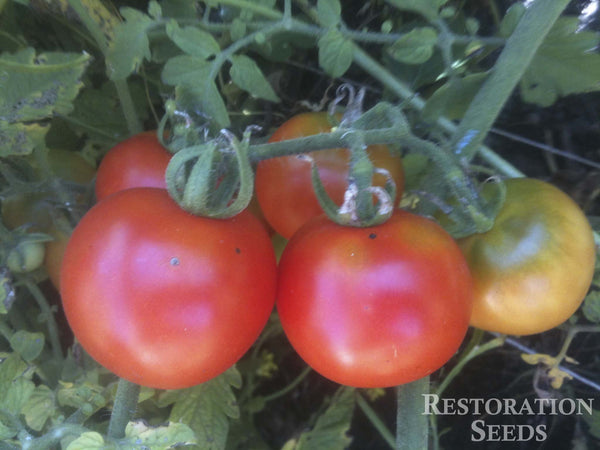Grandpa's Minnesota tomato image####