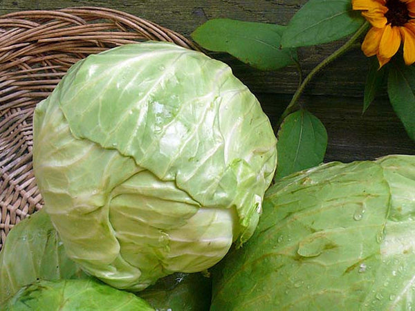 Green Mariner cabbage image####