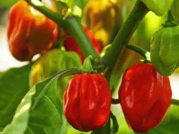 Habenero pepper, chili image####
