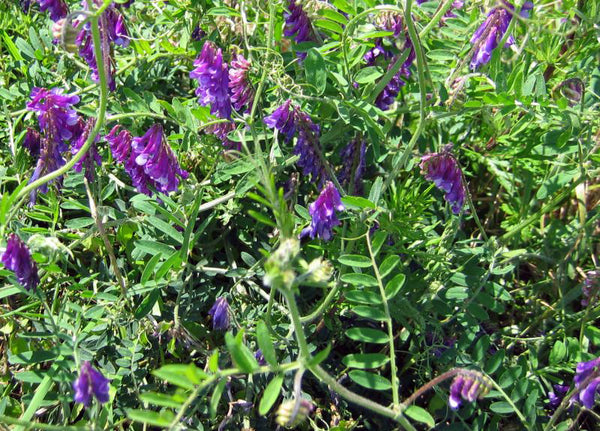 hairy vetch image##Photo: Kristian Peters##