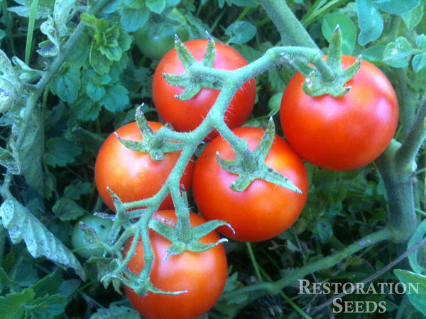Large Red Cherry tomato image####
