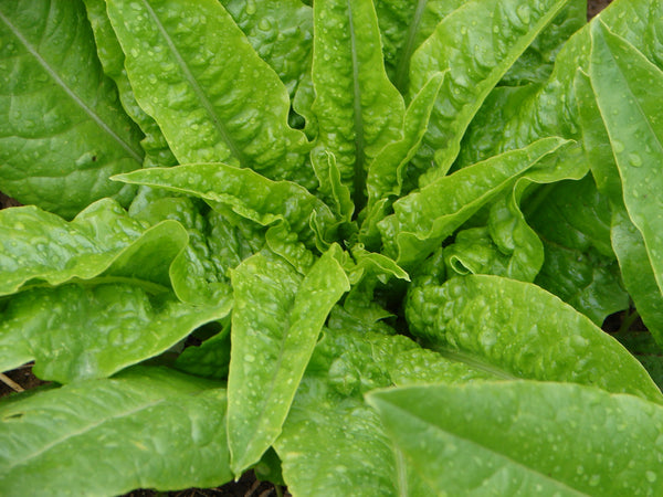 Strela Green lettuce image####