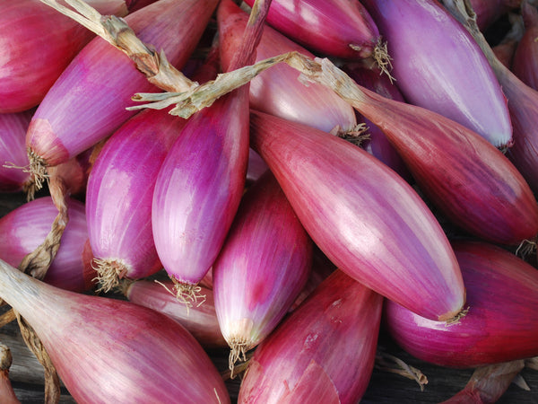 Long Red Florence onion image####