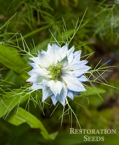 Miss Jekyll love-in-a-mist image####