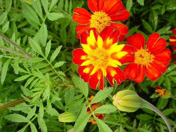 Red Metamorph marigold patula image####