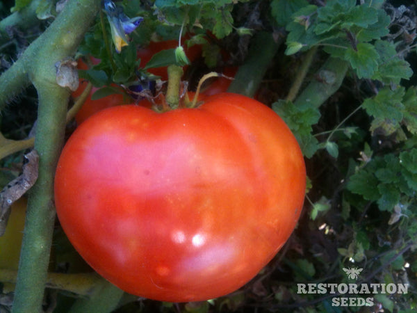Medford tomato image####
