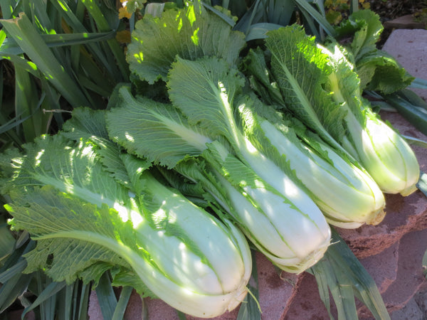 Michihili chinese cabbage image##High Desert Garden##http://www.highdesertgarden.com/2013_11_01_archive.html