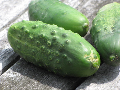 National Pickling cucumber image##Squibix Farm##http://squibix.net/farm/crops/?id=60
