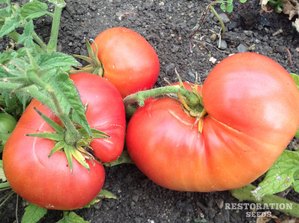 New Big Dwarf tomato image####