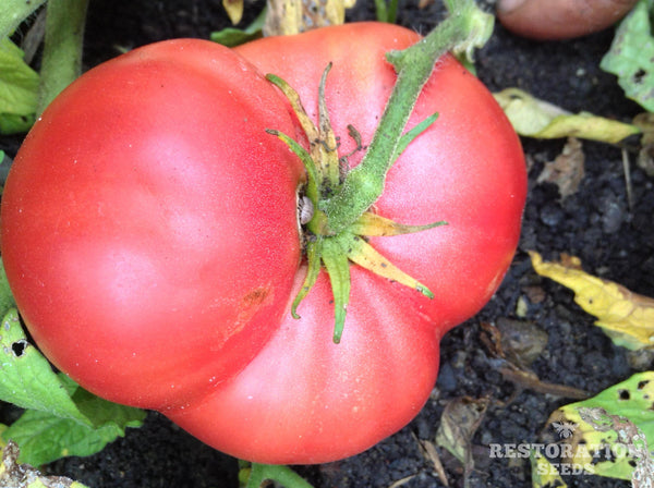 New Big Dwarf tomato image####