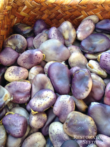 Purple Buff fava bean image####