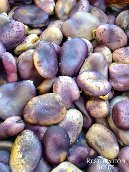 Purple Buff fava bean image####