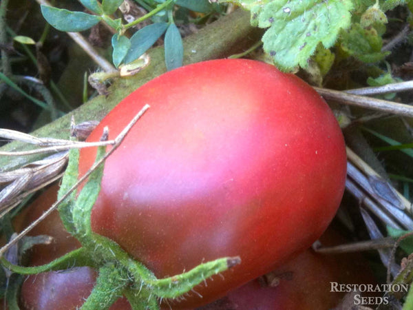 Purple Russian tomato image####