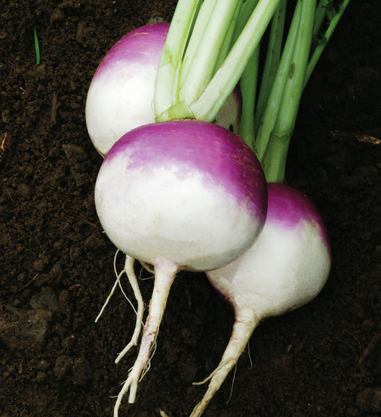 Purple Top White Globe Organic turnip image####