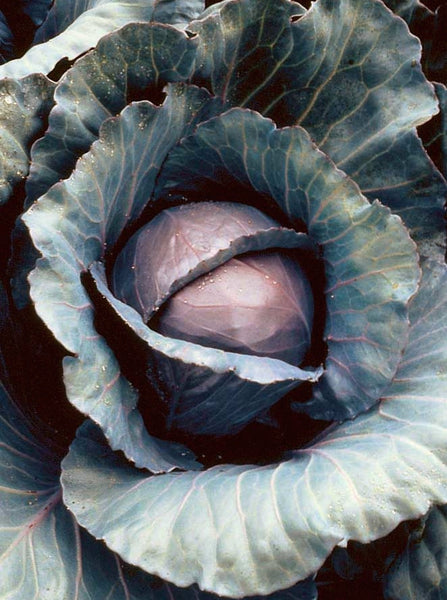 Red Express cabbage image####