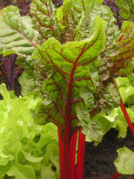 Red chard image####