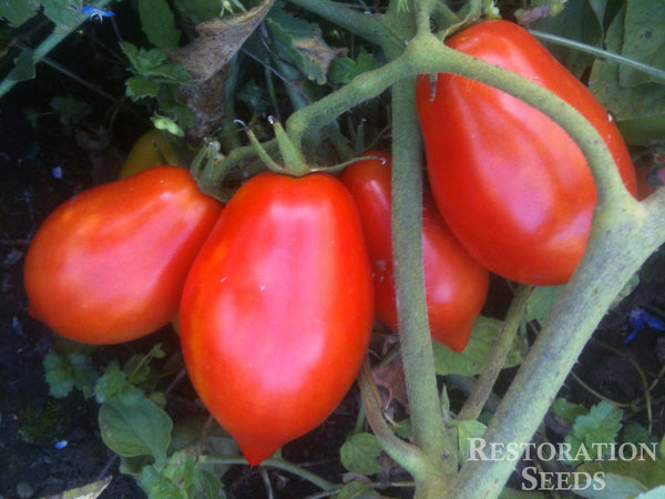 Ropreco Paste tomato image####