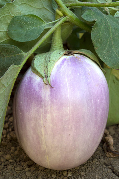Rosa Bianca eggplant image####