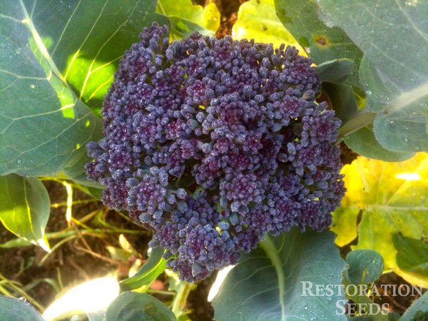 Rosalind broccoli image####