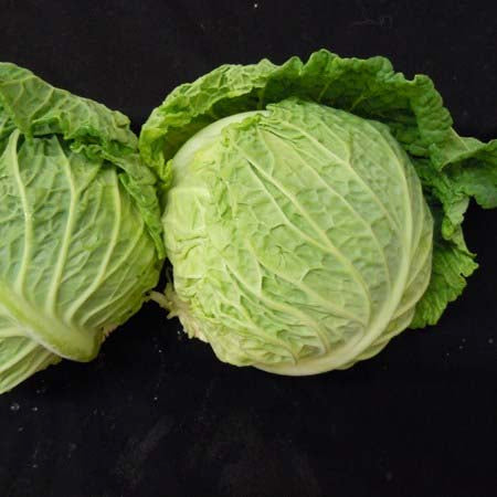 Savoy Ace Improved cabbage image####