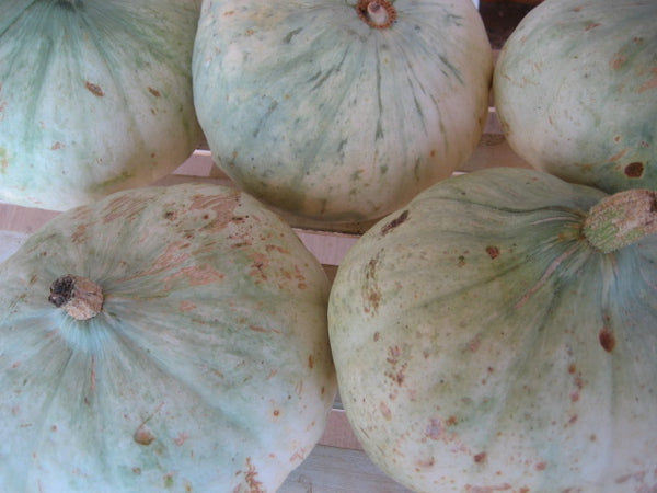 Sweet Meat winter squash maxima image##Photo: Susan Hamilton, Green eCrafts and Country Living.##http://www.greenecraftsandcountryliving.com/2012_09_01_archive.html