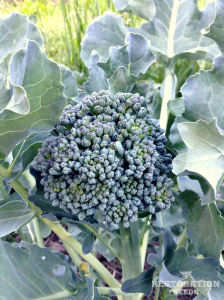 Tender Early Green broccoli image####