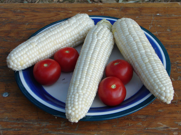 Tuxana corn, sweet image##Lupine Knoll Farm##