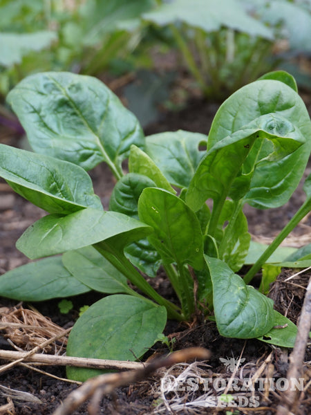 Verdil spinach image##Photo: Charlie Burr##https://www.flickr.com/photos/128745158@N06/