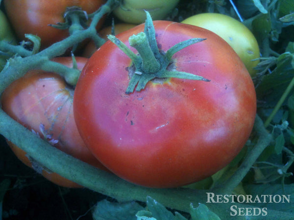 Willamette tomato image####