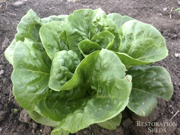 Winter Density lettuce image####