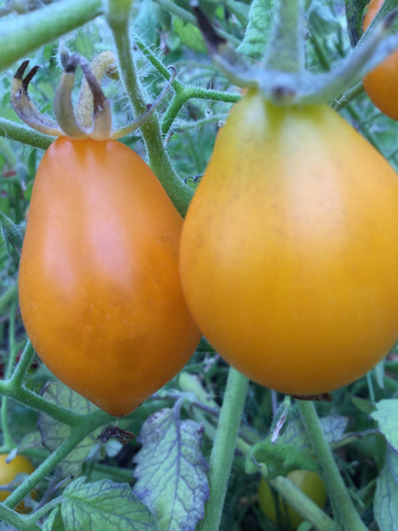 Yellow Centiflor tomato image####