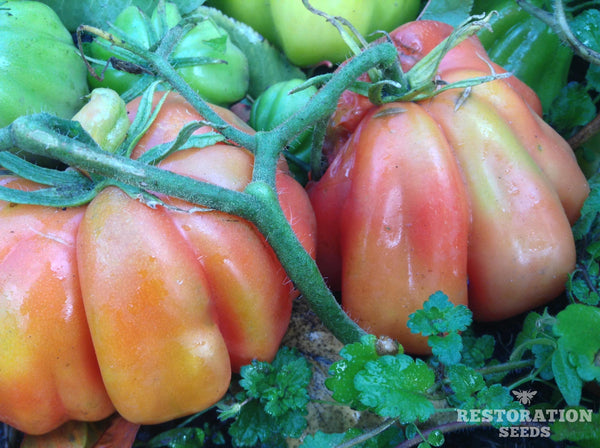 Zapotec Pleated tomato image####