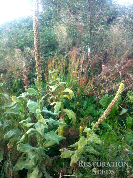 mullein, common image####