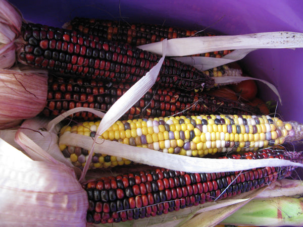Riverspirit Rainbow Corn