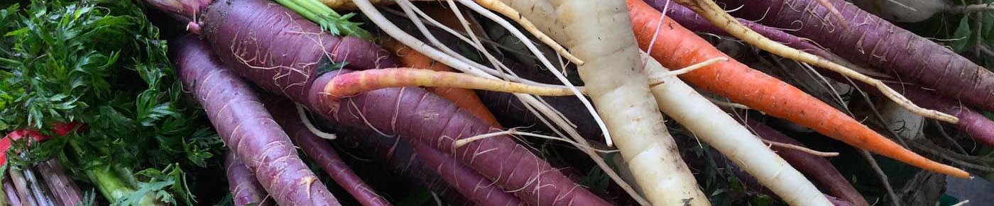 Carrots##<a href="http://restorationseeds.com/pages/table-menu1">Daucus carota</a>