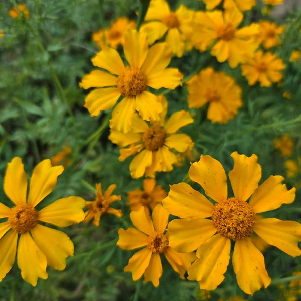 Cempoalxochitl marigold erecta