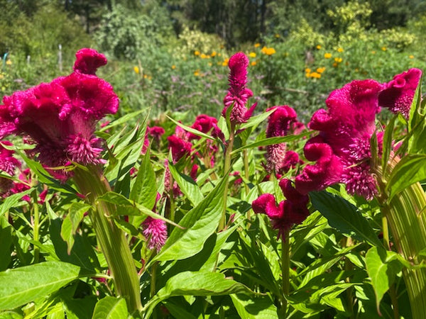 celosia asian garden seeds Celosia Cockscomb