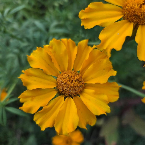 Cempoalxochitl marigold erecta