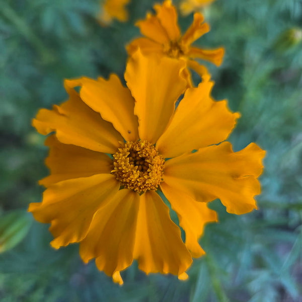 Cempoalxochitl marigold erecta