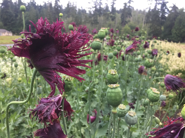 Black Swan Poppy